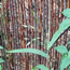 Chasmanthium latifolium